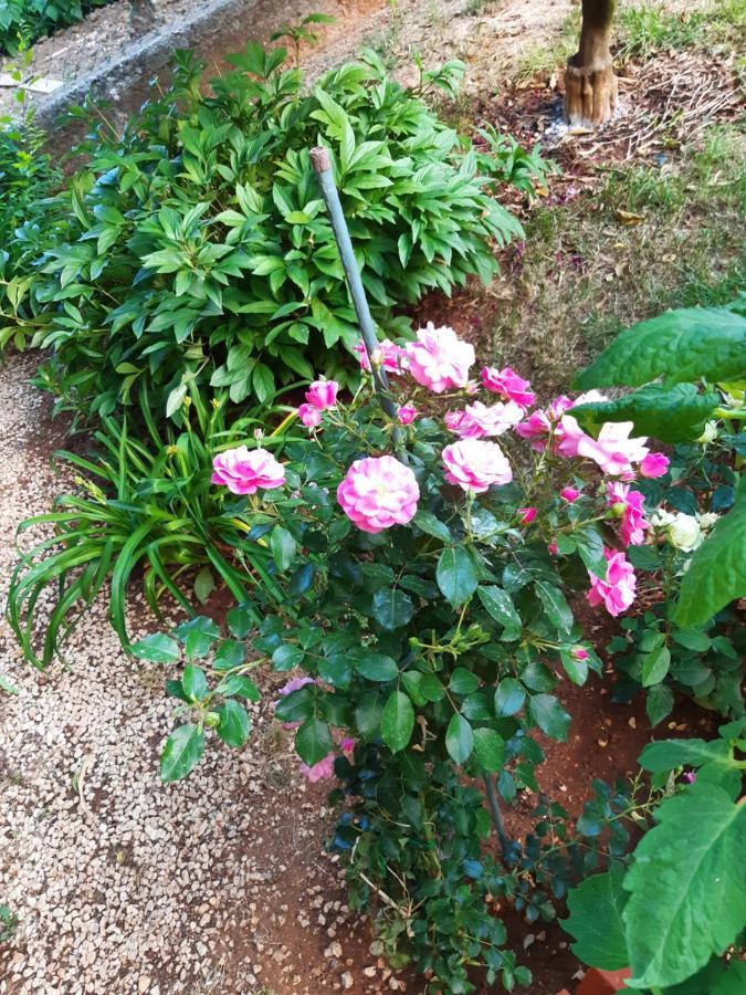 זאדאר Apartment Jardin With Free Cowered Parking מראה חיצוני תמונה