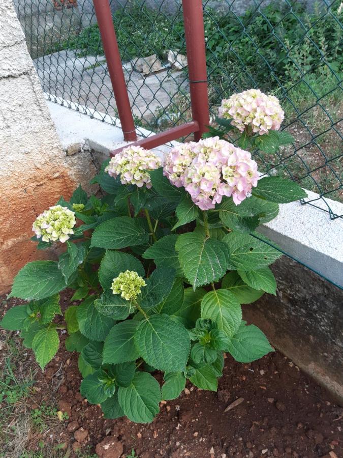 זאדאר Apartment Jardin With Free Cowered Parking מראה חיצוני תמונה